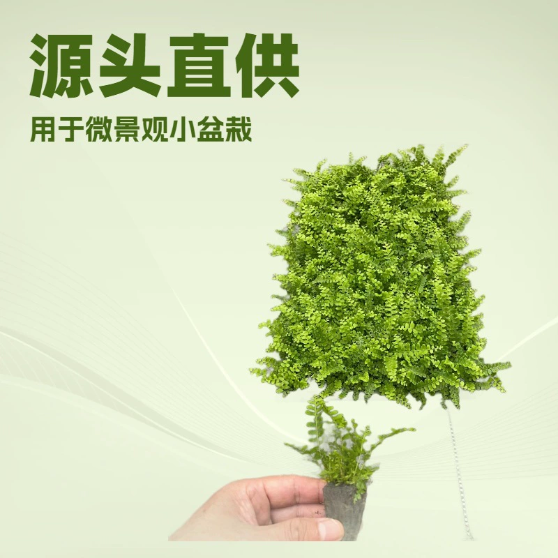 Комнатные светоустойчивые декоративные зеленые растения, микроландшафт с папоротником-кнопкой, интересные папоротники, маленькие растения в горшках, хлорофитум, постоянно зеленый круглый год