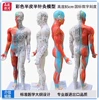 85cm color belt [muscle] digital scale