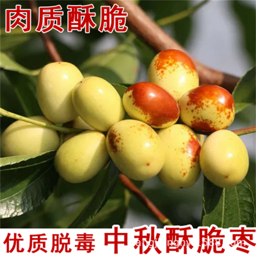 葫芦枣树苗活苗当年结果地栽枣子树苗南方北方种植枣树嫁接苗