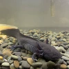 [16-20 cm] 1 black dragon, free fish treasure + tweezers + feed