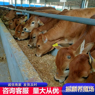 鲁西黄牛市场分析 西门塔尔牛养殖 小黄牛牛犊多少一斤