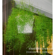 �������T������z�ͺ�ֲ��Gֲ�̨���@�����������ԾGֲ���໨��