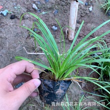 麦冬苗木 批发供应地被草现货 细叶麦冬道路景观苗麦冬