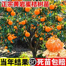 �����S�ҟo���۽������Լ޽ӽ��Ә���������Ә����Ϸ������Nֲ