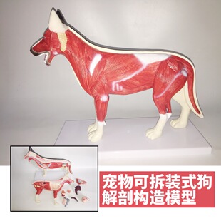 Dog anatomy dog anatomy detachable animal dog internal organs animal pet specimen dog skeleton dog skeleton animal organs