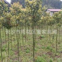 批发香樟树苗 1-2公分裸根切杆香樟 带土球香樟 批发价格