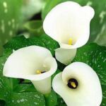 �����������������ʻ����ڲ�������ͥԺ¶̨���Թ������л�����