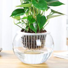 水培植物玻璃瓶水培绿萝花瓶花盆透明玻璃容器水养鱼缸器皿大花盆