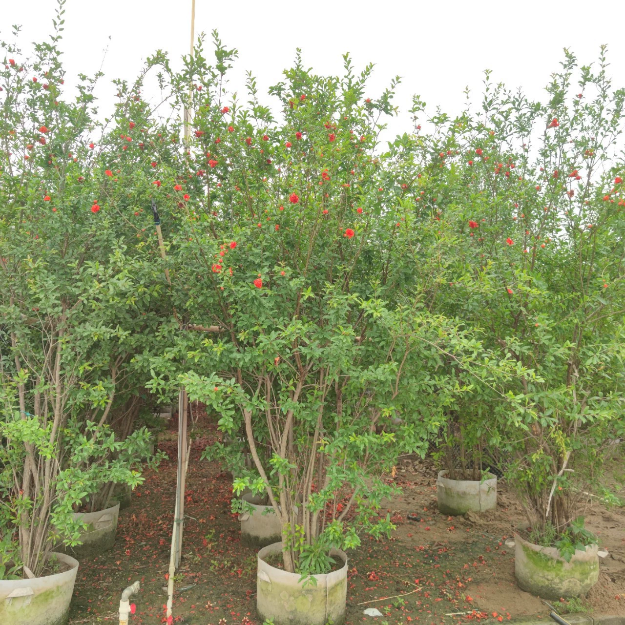 2303 база поставляет заросшие гранаты высотой 2-3 метра