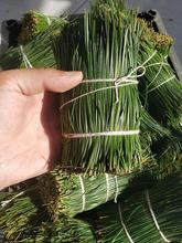 长白山野生松针茶新鲜松针叶红松针五针松针马尾松针酵素500g包邮