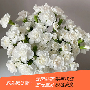 Multi-Headed Carnation Flowers Wholesale Yunnan Kunming Base Straight Hair Multi-Headed Carnation Goddess Day Mother's Day Teacher