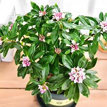 金边瑞香盆栽浓香型带花苞室内客厅阳台耐寒老桩大苗四季花卉植物