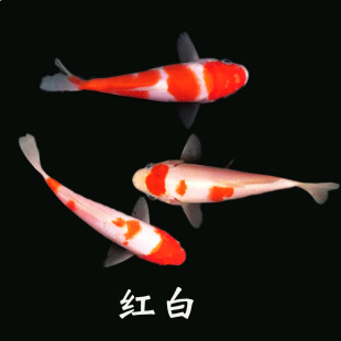 �~�ձ��\����ϵ���B�ͻ������ɫ�t��С�~����~�^�p�~���B�ͻ�