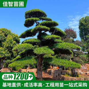 ������_�h��ͥԺ�辰��ľ��ľ�G�����L����@�քe�����ش������l