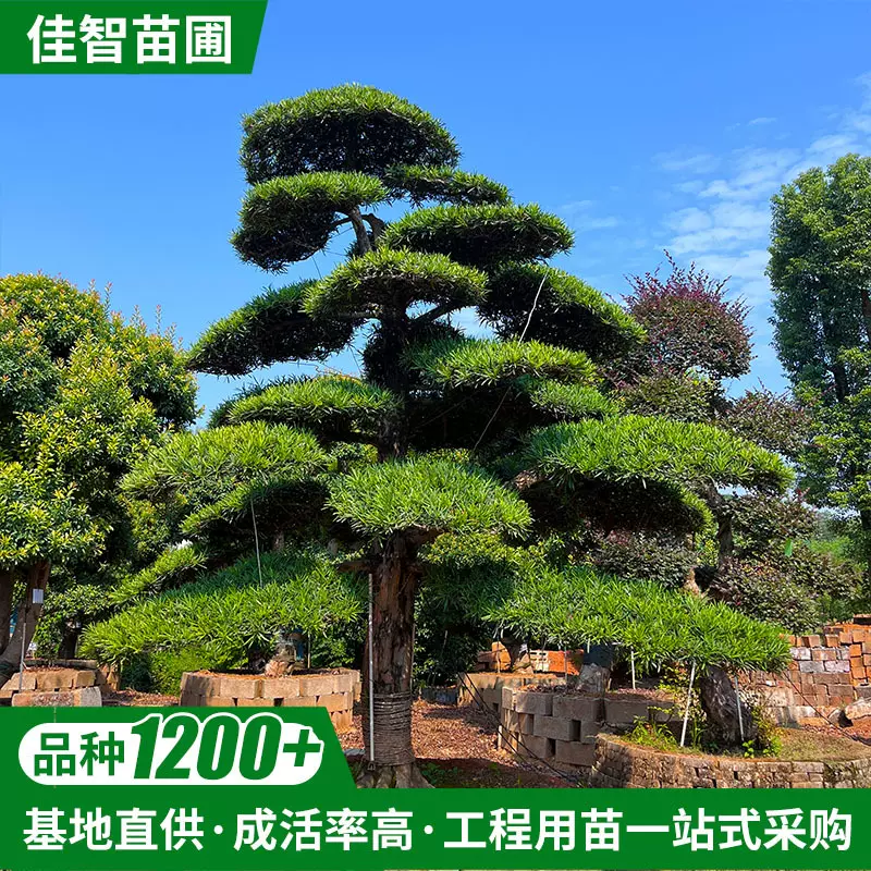 型造树罗汉松庭院盆景乔木苗木绿化树风景树园林别墅基地大量批发