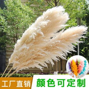 �羳���W�L��Y�b�ԭɫ����Ȕ�JȔ����˹���滨�ɻ��[�����b���l