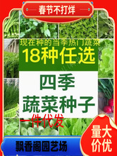 �߲˷N���ļ��������̨ͥԺ������˷����S���[�����׷N���ݴ�ȫ