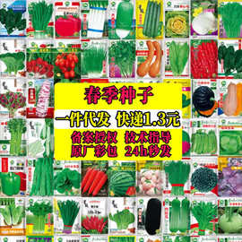 四季奶油小白菜快菜种籽速生小白菜种孑阳台蔬菜种子大全