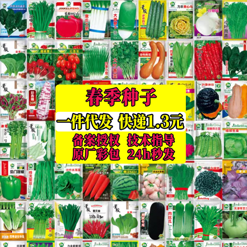 Four Seasons Creamy Chinese Cabbage Fast Vegetable Seeds Fast-Growing Chinese Cabbage Seeds Balcony Vegetable Seeds