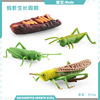 Cross -border simulation children's science and education simulation model growth cycle seed plant insect chicken duck and goose growth cycle