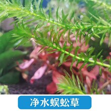 ��Ƽ�յ�ˮˮ���B��������~�����쾰�t��ˮ���~�嶡��С���~����