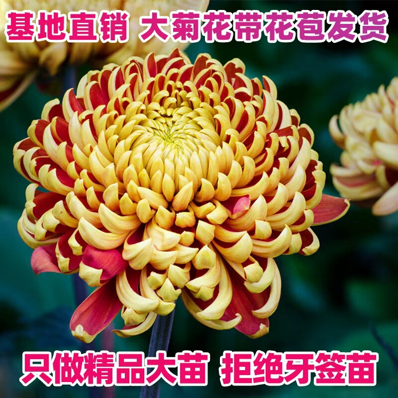 Chrysanthemum Seedlings Potted with Flower Buds, Super Large Flowers in September, Bloom All Year Round, Easy to Maintain, Suitable for Indoor, Balcony, and Garden