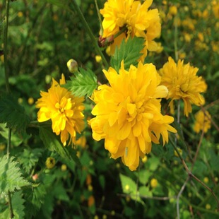 ��Ļ����ľ�S���~÷�S��÷�������Ի����������G����ľ�h�ʘ���