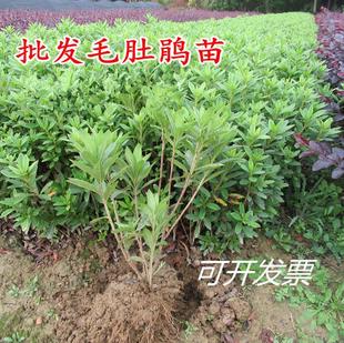 ë���N�ļ�����ͥԺ�G����ľӳɽ�të�N�绨���ͺ����Bë���绨��