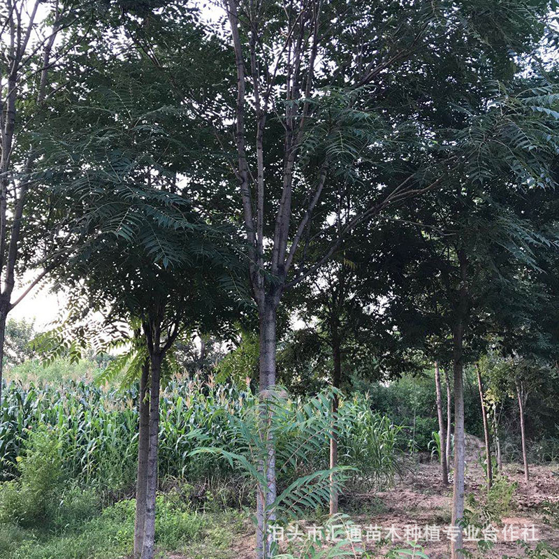 椿树 工程绿化苗木椿树市政园林观赏工程湿地绿化落叶椿树-阿里巴巴