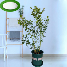 莧ԭ{ݮ {ݮԵ̨҃ͥԺļNֲˮ