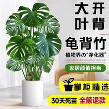 龟背竹客厅大型盆栽室内老桩观叶植物老桩提根落地净化空气吸甲醛