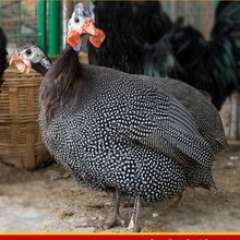 珍珠鸡种蛋受精蛋可孵化土鸡蛋种蛋观赏珍禽鸡正宗几内亚鸟蛋包邮