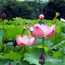 ɏź�N����ɻ�������ˮ�Bʳ��ź�Nź��ɏ����ɏ�Nźˮ��ֲ���ļ�