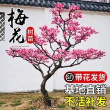 ÷������ͥԺ���������ͺ���÷�t÷�D÷�����_���辰�����S��ֲ��