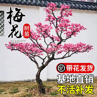 ÷������ͥԺ���������ͺ���÷�t÷�D÷�����_���辰�����S��ֲ��