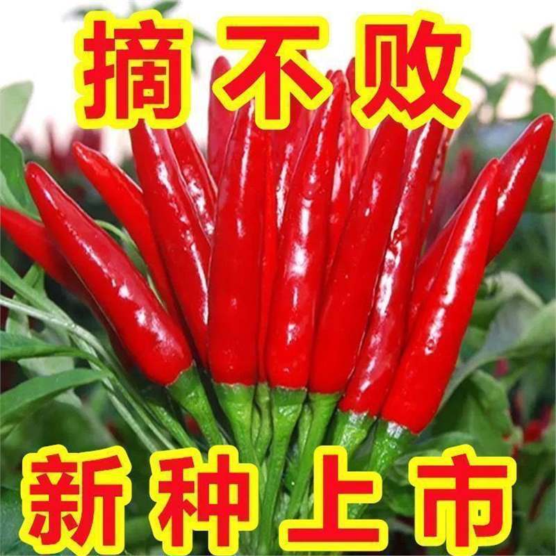小米辣特辣超辣薄皮土红辣椒指天椒小米椒朝天椒特辣辣椒种子