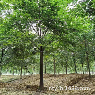 �Θ�G����ľͥԺ�e�����̈@�֙Θ������L��������͙Θ��е���