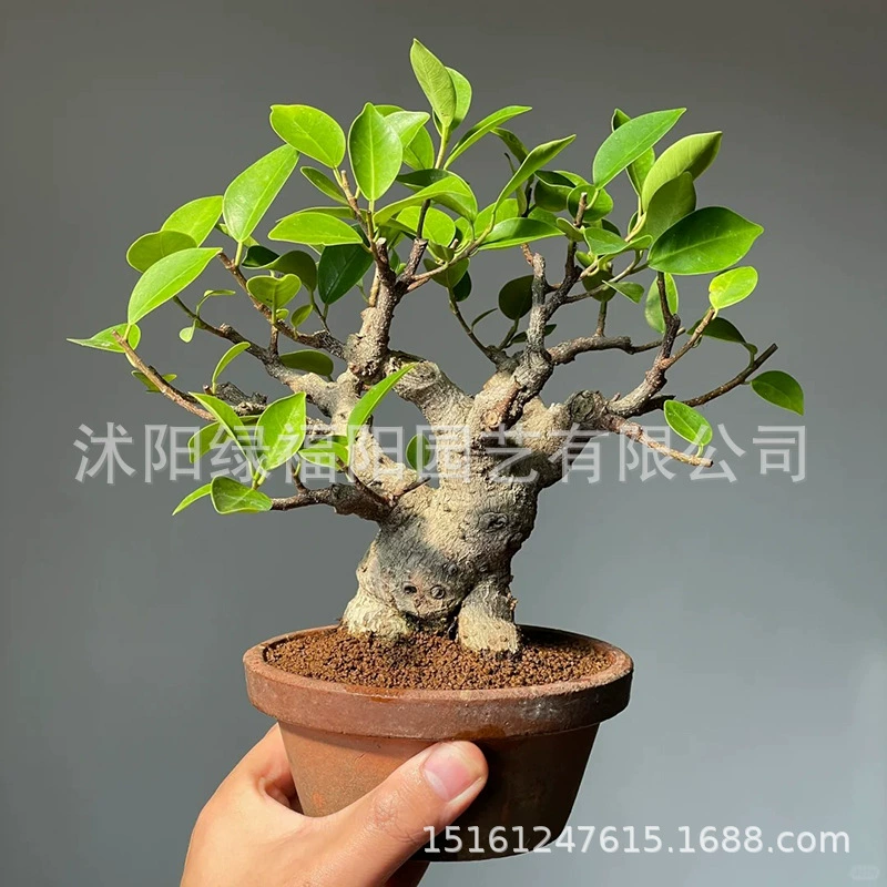 Офис, рабочий стол, гостиная, большое баньяновое дерево, бонсай, зеленые растения и цветы круглый год, вечнозеленое маленькое баньяновое дерево в горшке, легко живущие растения