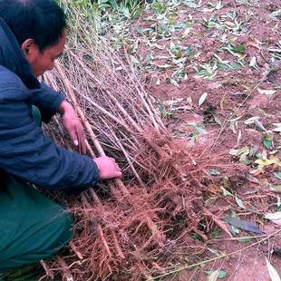 Anhui Peach Saplings Wholesale Land Acquisition Compensation Fruit Saplings Fuyang Peach Saplings Peach Fruit Saplings for Sale