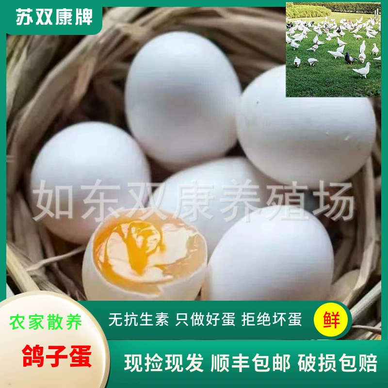 Оптовые продажи голубиных яиц, зерна, яиц летучих голубей, свежеубранных и отправляемых, фермерских яиц свободно пасующихся голубей, свежих.