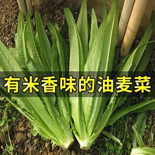 高产油麦菜种籽四季蔬菜种子大全种植阳台庭院青菜农作物盆栽春季