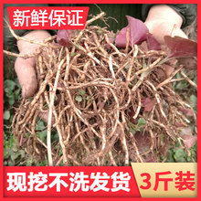 鱼腥新鲜折耳根带叶子嫩根凉拌菜扎儿根四川产野菜蔬菜