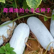 �M����С���ϷN�Ӷ��ϷN��ë����С�����ļ������S�a�����߲˷N��