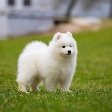 纯种萨摩耶幼犬活体熊版雪橇犬微笑天使萨耶宠物狗家养萨摩耶幼崽