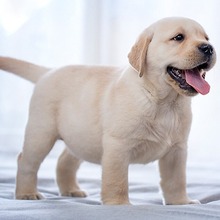 拉布拉多幼犬纯种活体宠物狗双血统拉布拉多犬导盲犬家庭犬大型犬