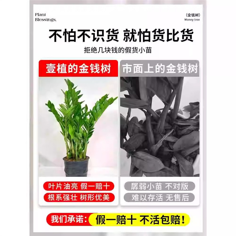 Money Tree Potted Plant Indoor Living Room Green Plant Easy to Grow Flower Office Fortune Tree Large Flower Pot Money String