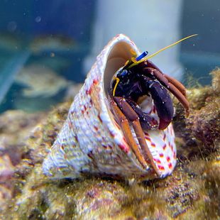 Seawater Hermit Crab Marine Life Pet Live Hermit Crab Seawater Algae Removal Algae Eating Residue Ornamental Live