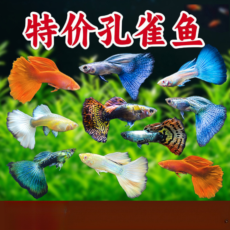 孔雀鱼凤尾淡水易繁殖耐活体好养纯种灯科小型热带鱼观赏鱼苗