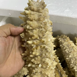 其他水产加工;鱼胶/花胶;海参