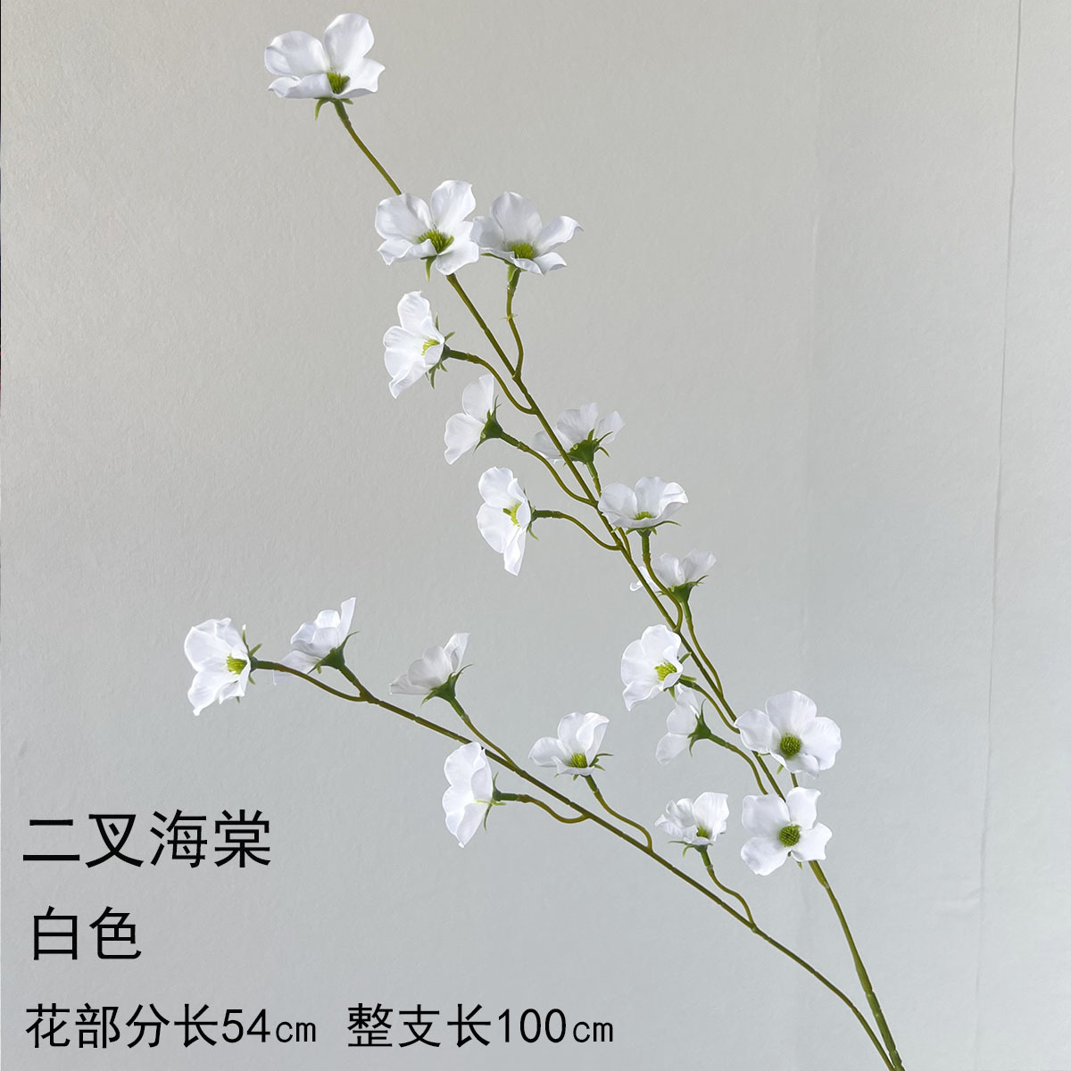 두갈래 베고니아-화이트